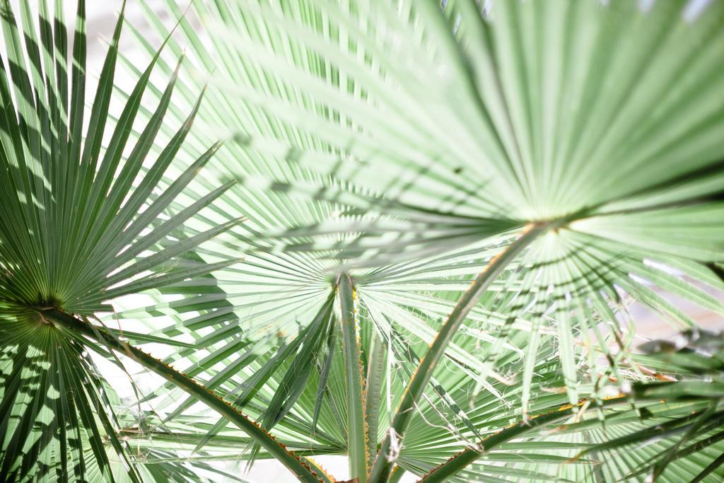 L'orangeraie Et La Palmeraie D'endoume Hébergement de vacances